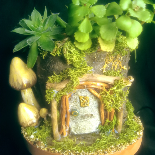 Fairy House live Plant #5
